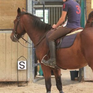 Set dresuurletters metaal (12 letters)