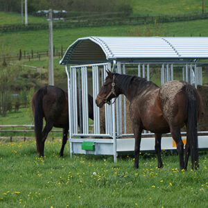 BIGBALL TYPE LS CHEVAL