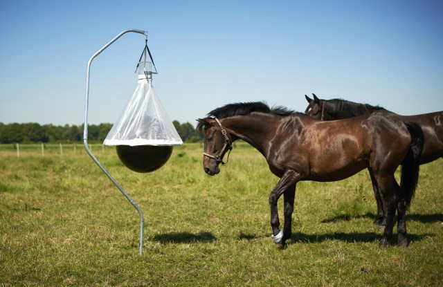 Dazenval ToanX - Afbeelding 4