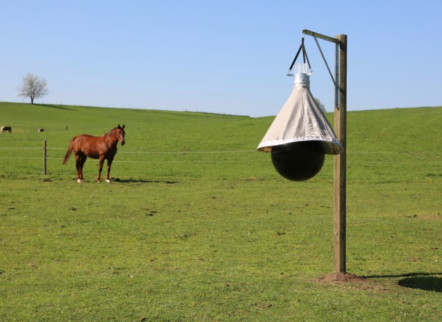 Dazenval ToanX - Afbeelding 6